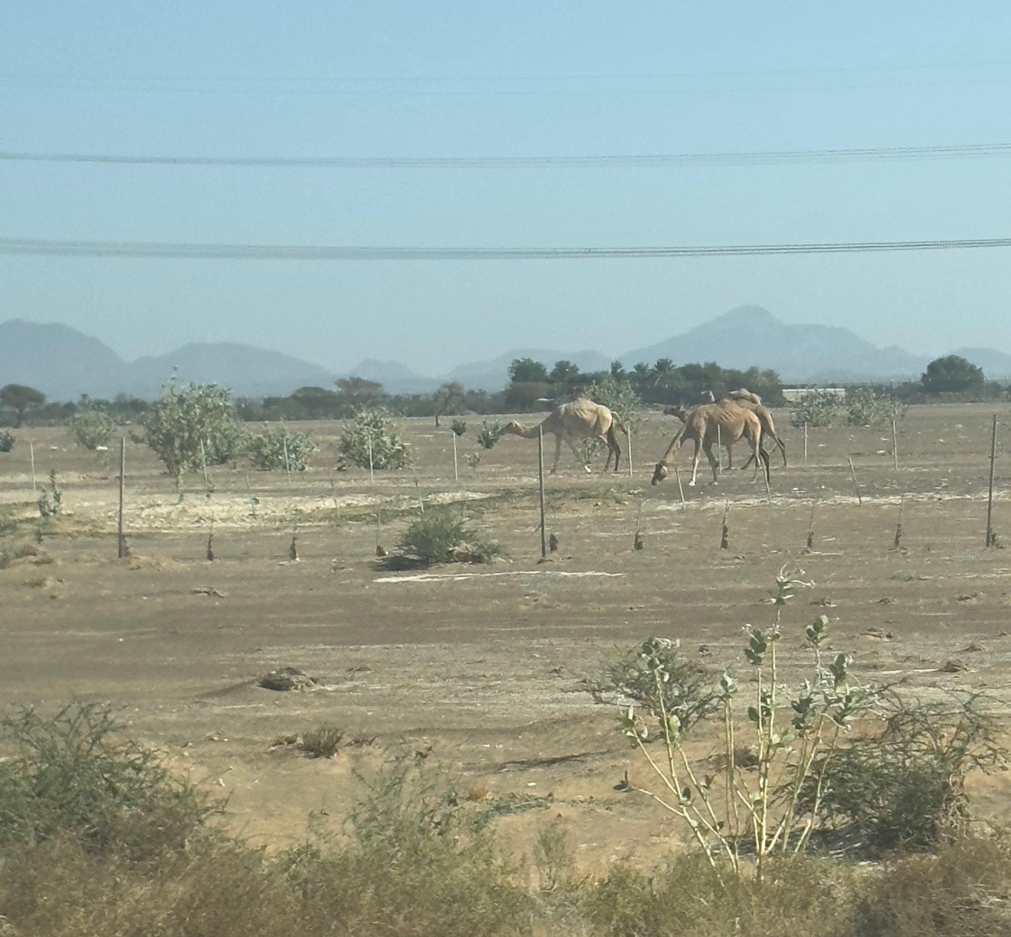 Camels on the road to Fujairah